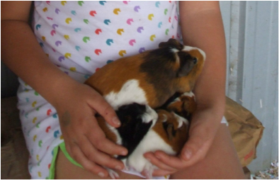 introducing two guinea pigs