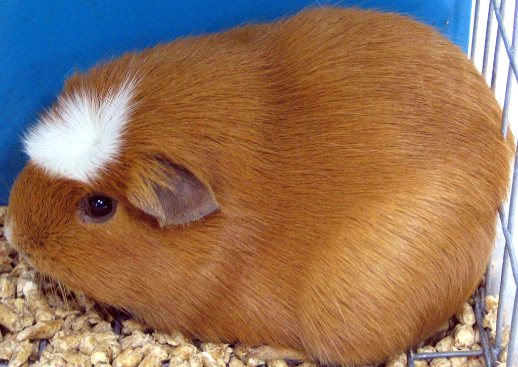 guinea pig online