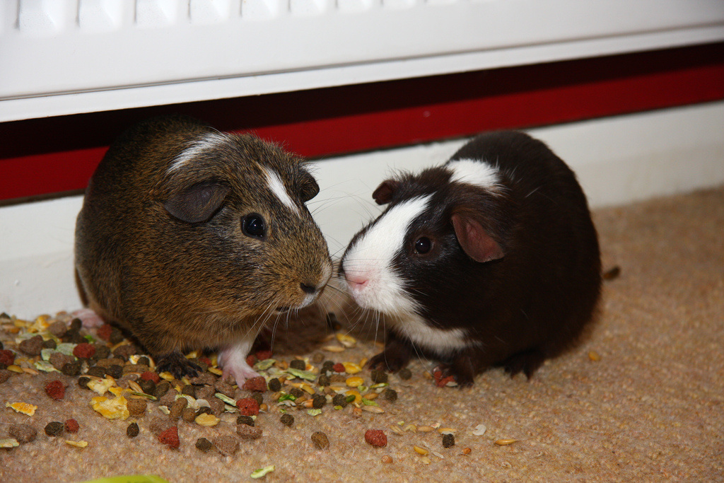 sexing guinea pigs