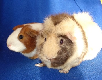 male and female guinea pigs